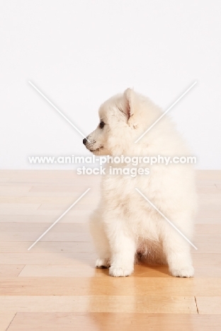 American Eskimo puppy sitting on floor