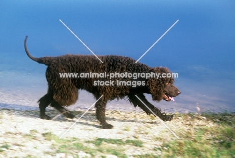 irish water spaniel, sh ch kellybrook joxer daly, striding out at lakeside, kellybrook joxer daly