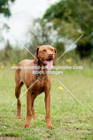 Hungarian Vizsla standing on grass