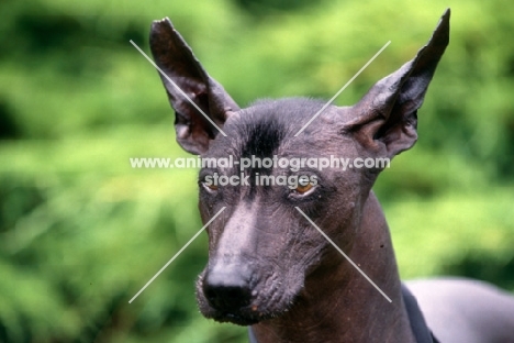 ch moctezuma, mexican hairless looking alert