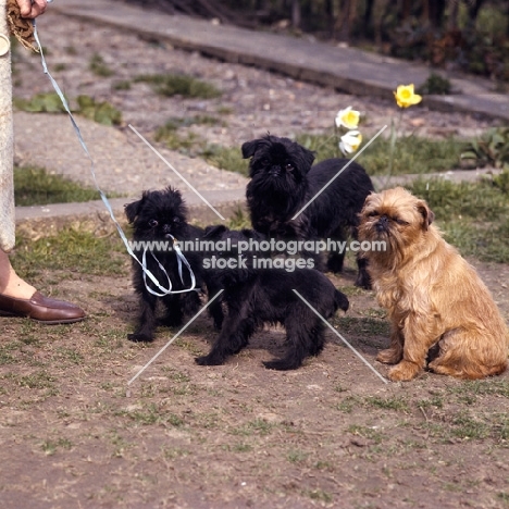 four griffons bruxellois, two are puppies one biting lead