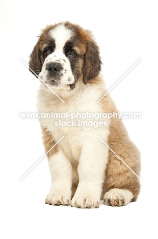 cute Saint Bernard puppy