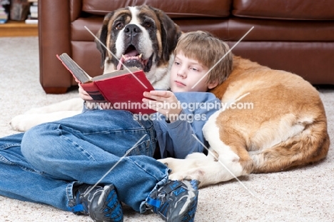 boy reading his book while resting on a Saint Bernard