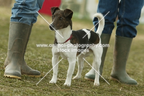 Smooth Haired Fox terrier