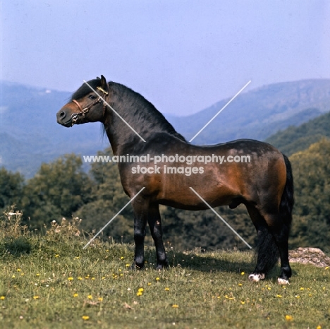 hisley woodcock, dartmoor pony stallion full body 