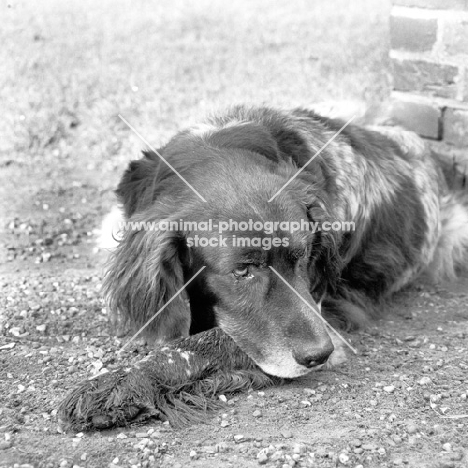 dutch partridge dog in holland