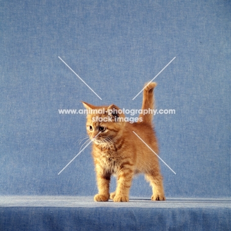 red tabby long hair kitten 