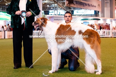 CH STUBBYLEE JAZZ DIVA JW "Diva" Winner of YKC Stakes Hound group, Crufts 2012