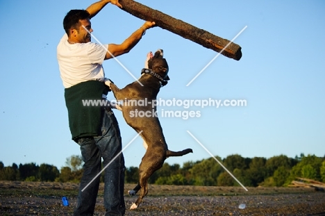 American Staffordshire Terrier trying to grab log