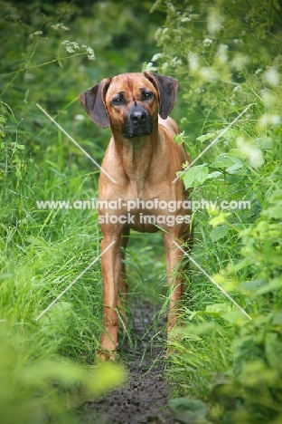 Rhodesian Ridgeback on path