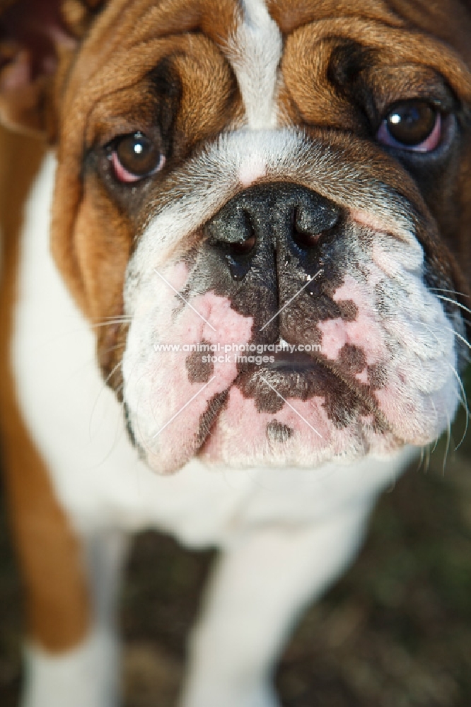 young Bulldog close up