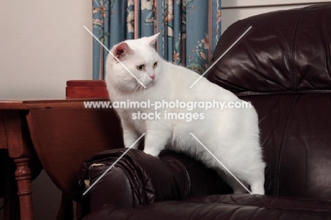 white Manx cat on leather chair