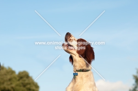 Irish red and white setter, looking up