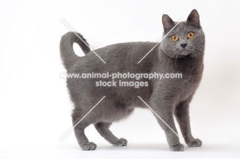 Chartreux cat on white background