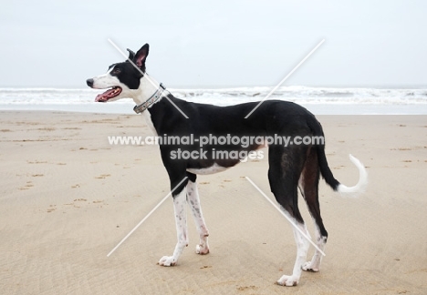 2 Year old greyhound, racing bred, on the beach, merlin, all photographer's profit from this image go to greyhound charities and rescue organisations