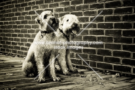 two soft coated wheaten terriers sitting together