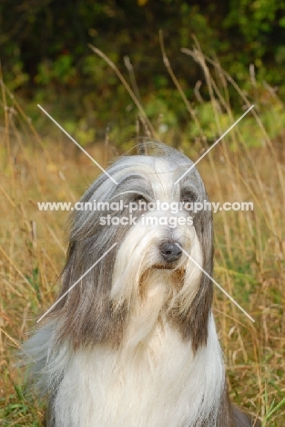 Bearded Collie head study