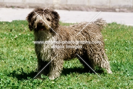 spanish water dog