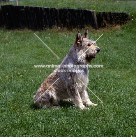 berger de picardy on grass