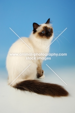 seal pointed Birman cat on blue background