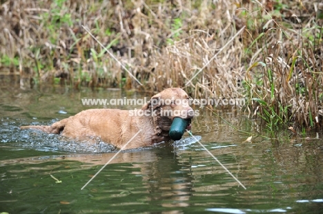 Chesapeake Bay Retriever retrieving dummy from water