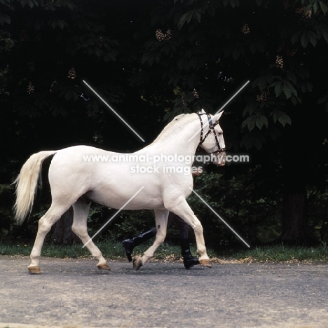 Lipizzaner stallion, Pluto XXV11 trotting past with handler at szilvasvarad