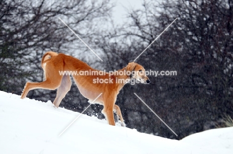 Saluki in snow