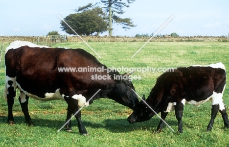 gloucester cow and calf