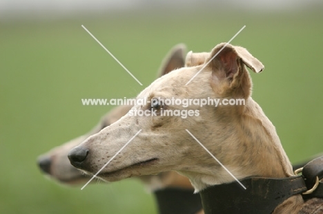 whippet profile