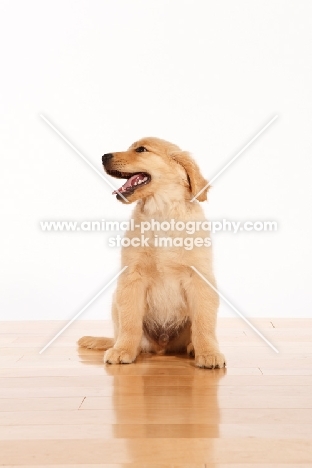 cute Golden Retriever puppy on white background, sitting on floor