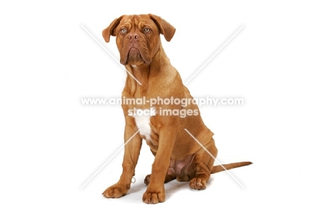 young Dogue de Bordeaux sitting on white background