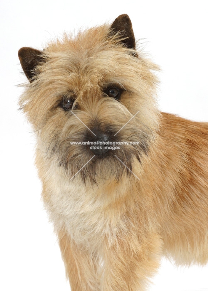 grey brindle Cairn Terrier in studio, portrait