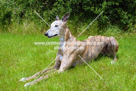 greyhound lying on grass