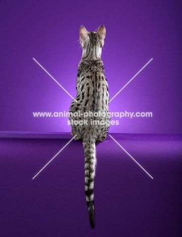 Serengeti, back view on purple background