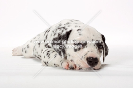 Dalmatian puppy lying down
