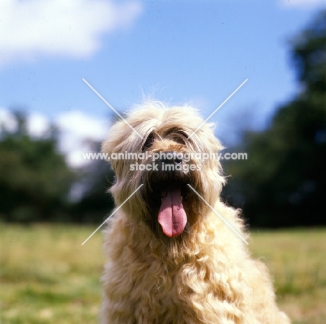 soft coated wheaten terrier, ch clondaw jill from up the hill at stevelyn, head study