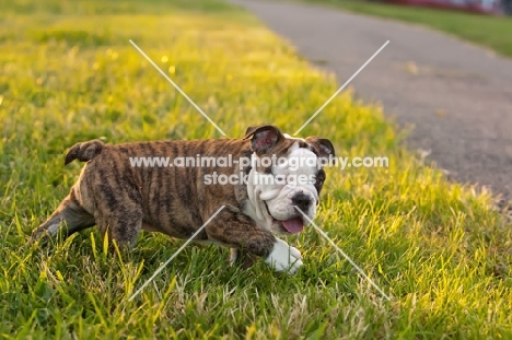 Bulldog puppy winking