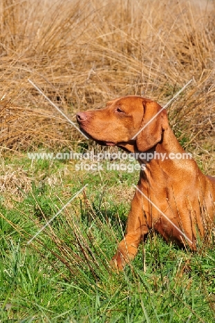 Profile head study of Vizsla