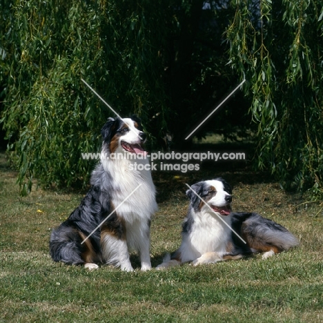 two australian shepherd dogs on grass
