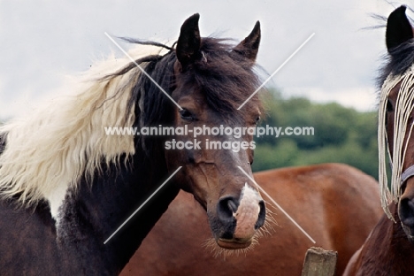 skewbald pony in group, head study