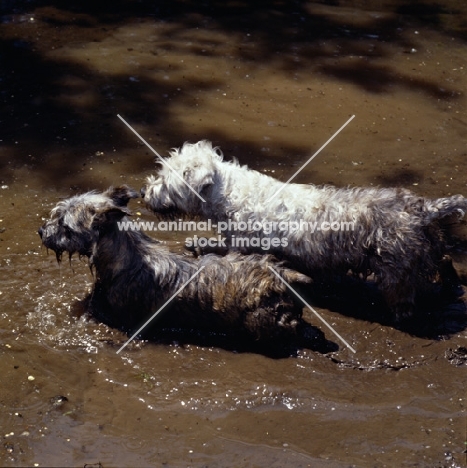 two glen of imaal terriers in muddy water