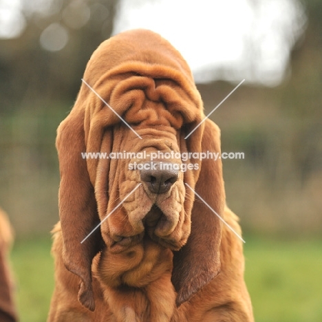 wrinkly Bloodhound dog head shot
