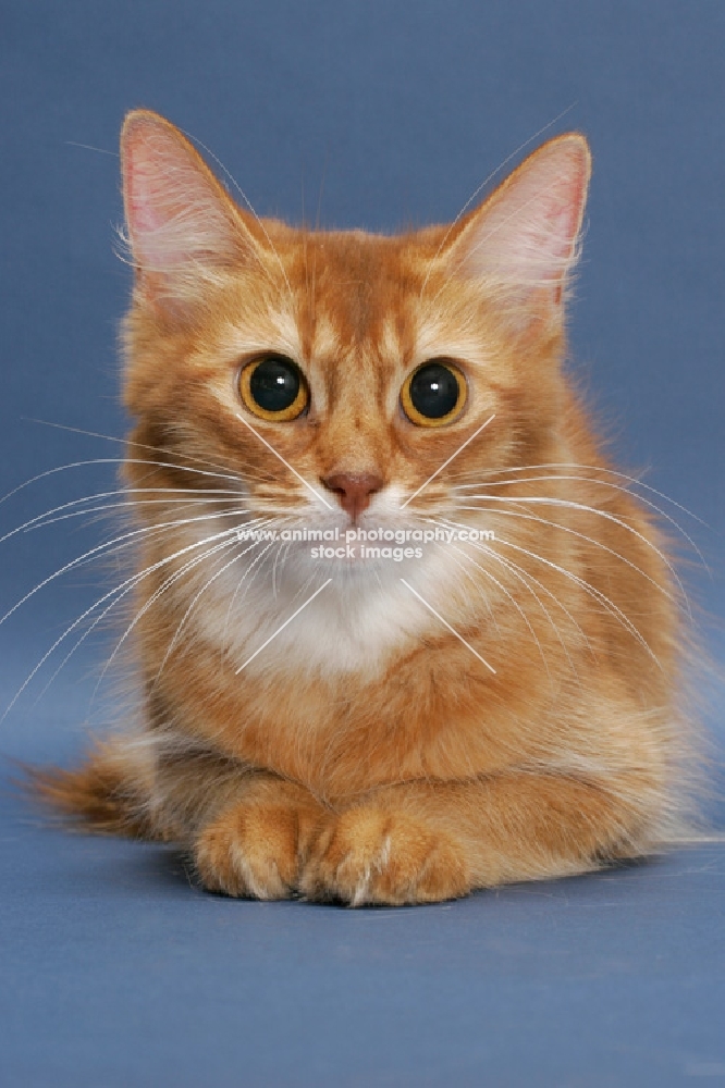 sorrel red coloured Somali cat, lying down