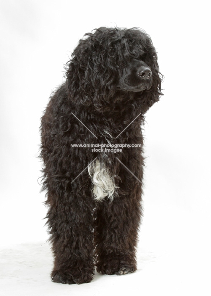 Australian Champion Portuguese Water Dog, front view