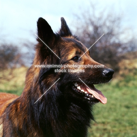 tervueren dog, portrait