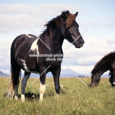 Iceland Horse at Olafsvellir