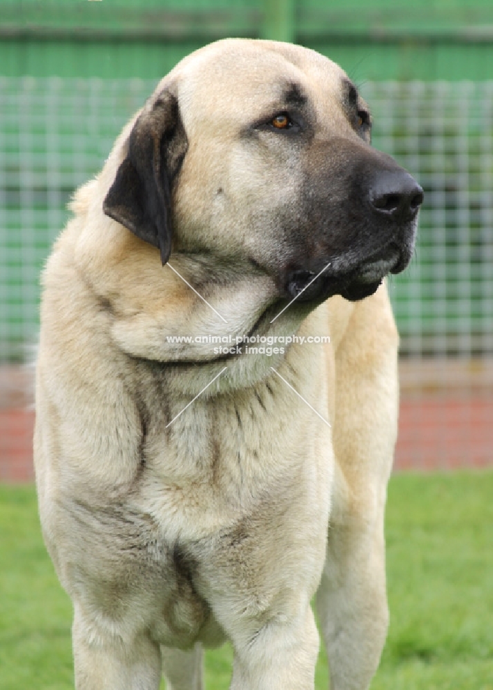 Australian Champion Fawn / Black Mask Kangal (closely related to the Anatolian Shepherd)