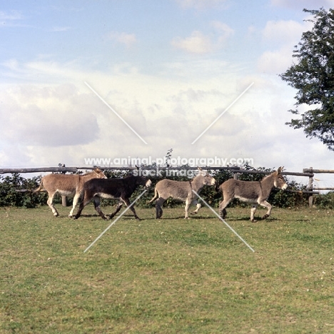 four donkeys trotting and cantering