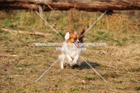 Papillon dog, running on grass