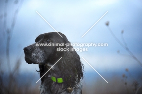 english springer spaniel with a serious face in a wintery scenery